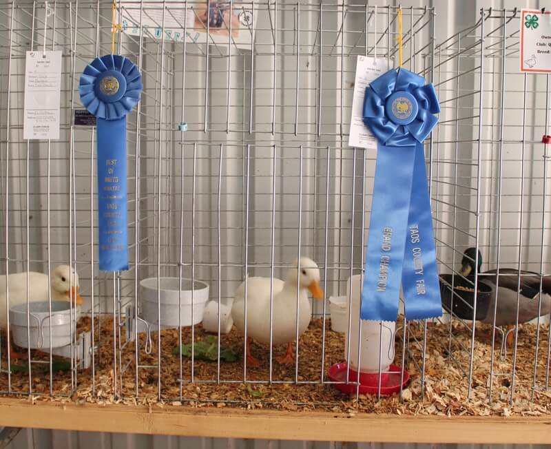 Poultry '23 Entries and Ribbon Winners-Taos County Fair-Juan I. Gonzales Agricultural Center-Taos, NM